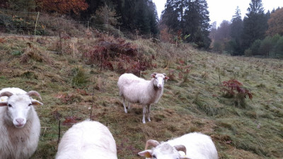 IMG-20241031-WA0000.jpeg