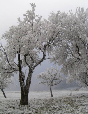 obstbaeume_reif_3.jpg