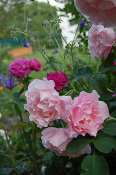 DSC_0278_RdV.jpg