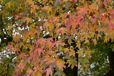Amberbaum-Nov0124_02.jpg