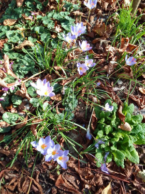 Crocus speciosus