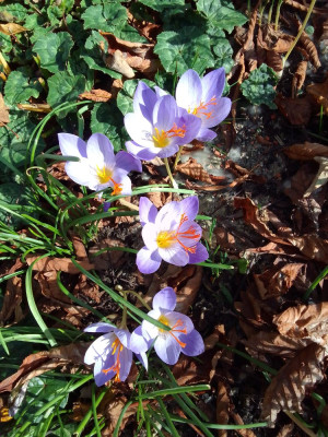 Crocus speciosus