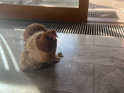 IMG_1810.jpeg