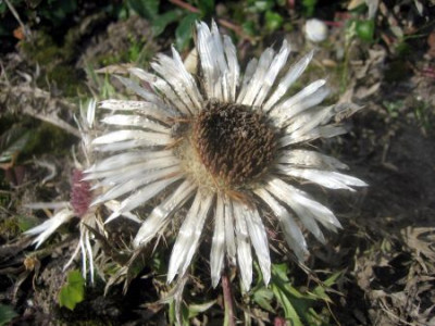 Carlina_acaulis_subsp._acaulis_26881.jpg