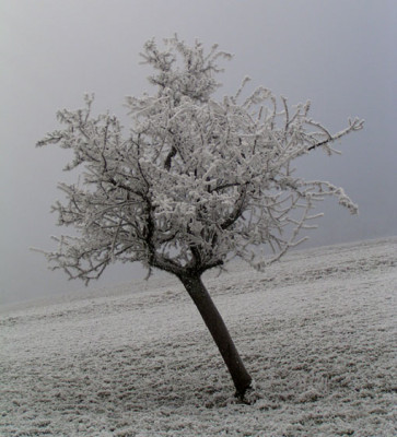 obstbaeume_reif_4.jpg