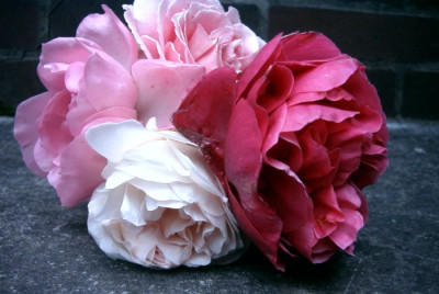 Duftrose.JPG
