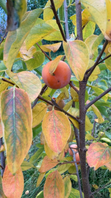 IMG_8962.jpeg