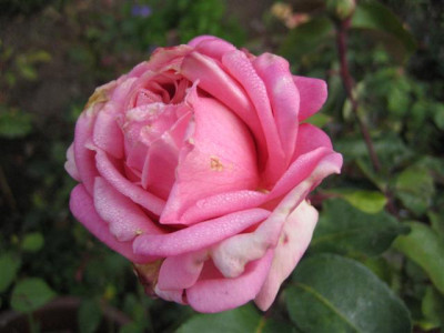 IMG_4065_Small.JPG
