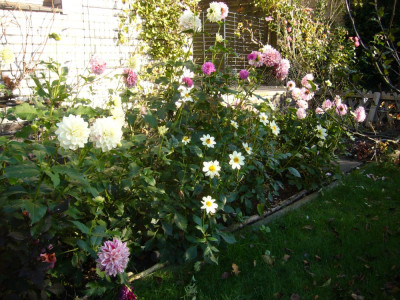 Dahlien 4 Nov 2024.JPG