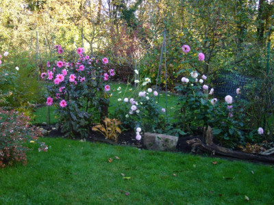 Dahlien 1 Nov 2024.JPG