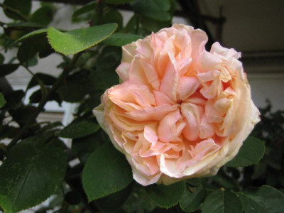 IMG_4066_Small.JPG
