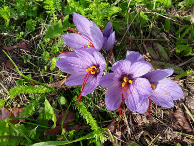 Auf öffentlicher Wiese
