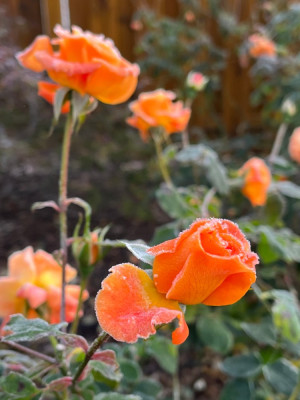 IMG_3293.JPG
