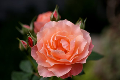 rosen020.jpg