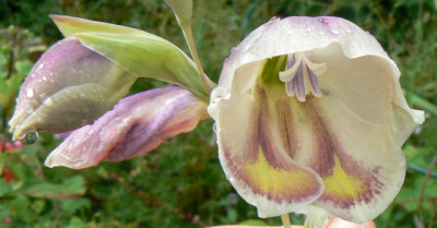 gladiolus_papilio.jpg