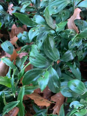 Ruscus hypoglossum