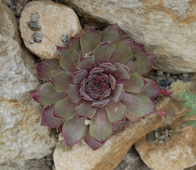 Steinwurz_Purdys_0010__S2_23110.jpg