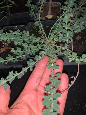 Dorycnium