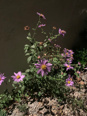Aster Moench