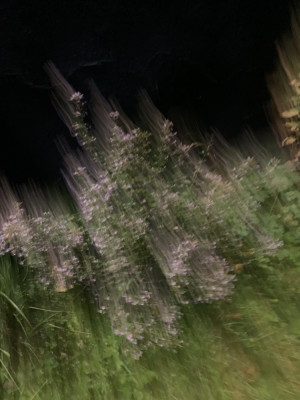 384AAAD0-3DA7-4299-A3DC-13E6D72DC8BC.jpeg