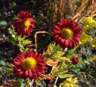 Chrysanthemum-unbekannt-rot.18-3.jpg