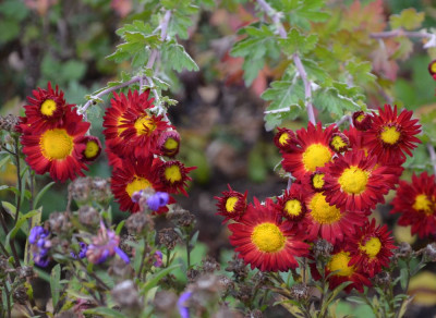 Chrysanthemum-rot.15-1.jpg