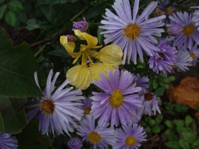 aster_cf09-2008.jpg