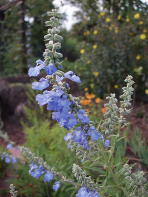 salvia_azurea_2008.jpg