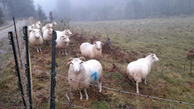 IMG-20241105-WA0000.jpeg