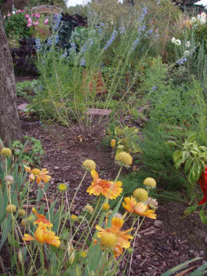 kokarde_orange-and-lemons.jpg
