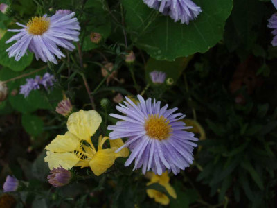 aster_cf_laub.jpg
