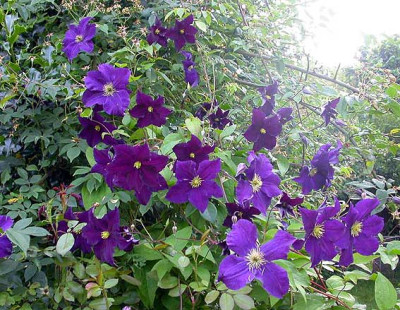 Viola_am_Zaun_2006.jpg