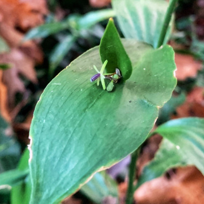 Ruscus Hypglossum, Blüte auf Phyllokladien, dahinter das &quot;echte&quot; Blatt