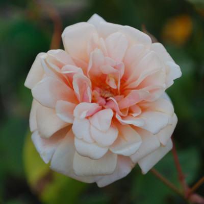 Perle_dOr_0010__H_38387.jpg