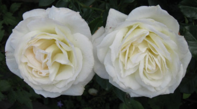 1882a.jpg