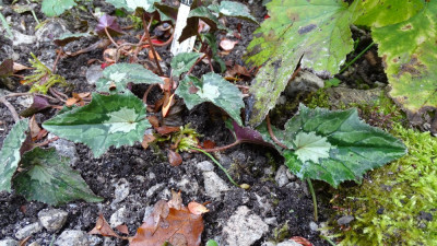 Im Garten