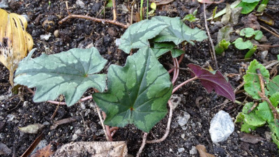 Im Garten