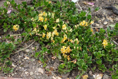 Lonicera_crassifolia-LittleHoney.14-1.jpg