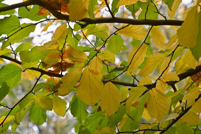 Parrotia-Nov0624_002.jpg