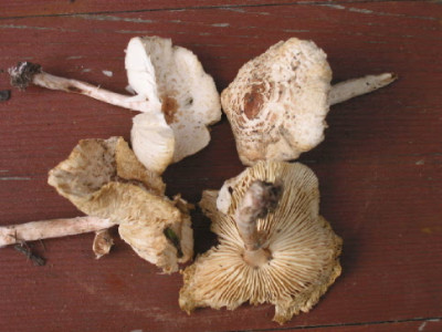 Pilze_bei_Laerche_Sept_08.jpg