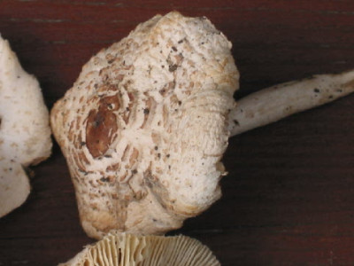 Pilze_bei_Laerche__2_.jpg
