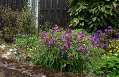 Lathyrus_vernus-Flaccidus.23-2.jpg