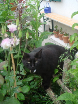 Salem1F.jpg