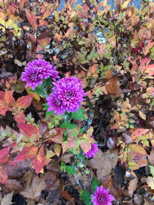 IMG_5363.jpeg