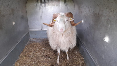 IMG-20241109-WA0010.jpeg