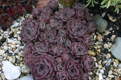 Sempervivum0808.jpg
