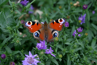 Schmetterling2208.jpg