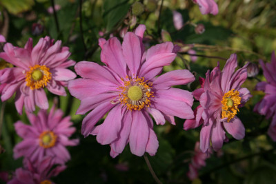 Herbstanemone0808.jpg