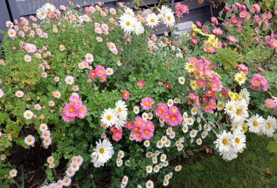 IMG_20241108_155954154_HDR~2.jpg