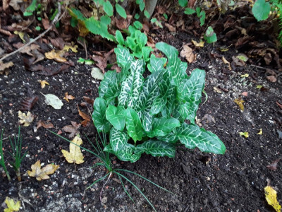Arum italicum